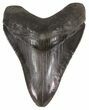 Serrated, Fossil Megalodon Tooth - Georgia #52801-1